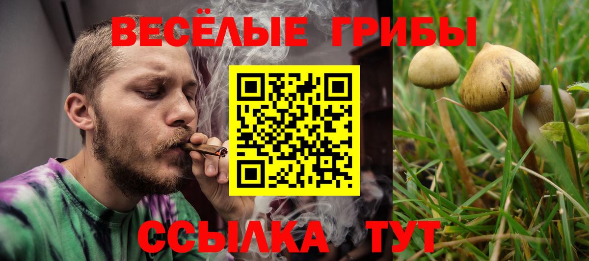 Галлюциногенные грибы Psilocybe Чернушка